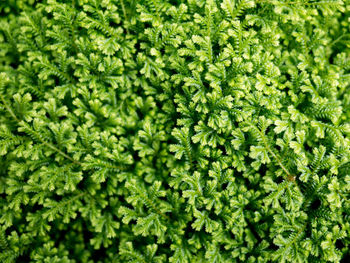 Full frame shot of fresh green leaves