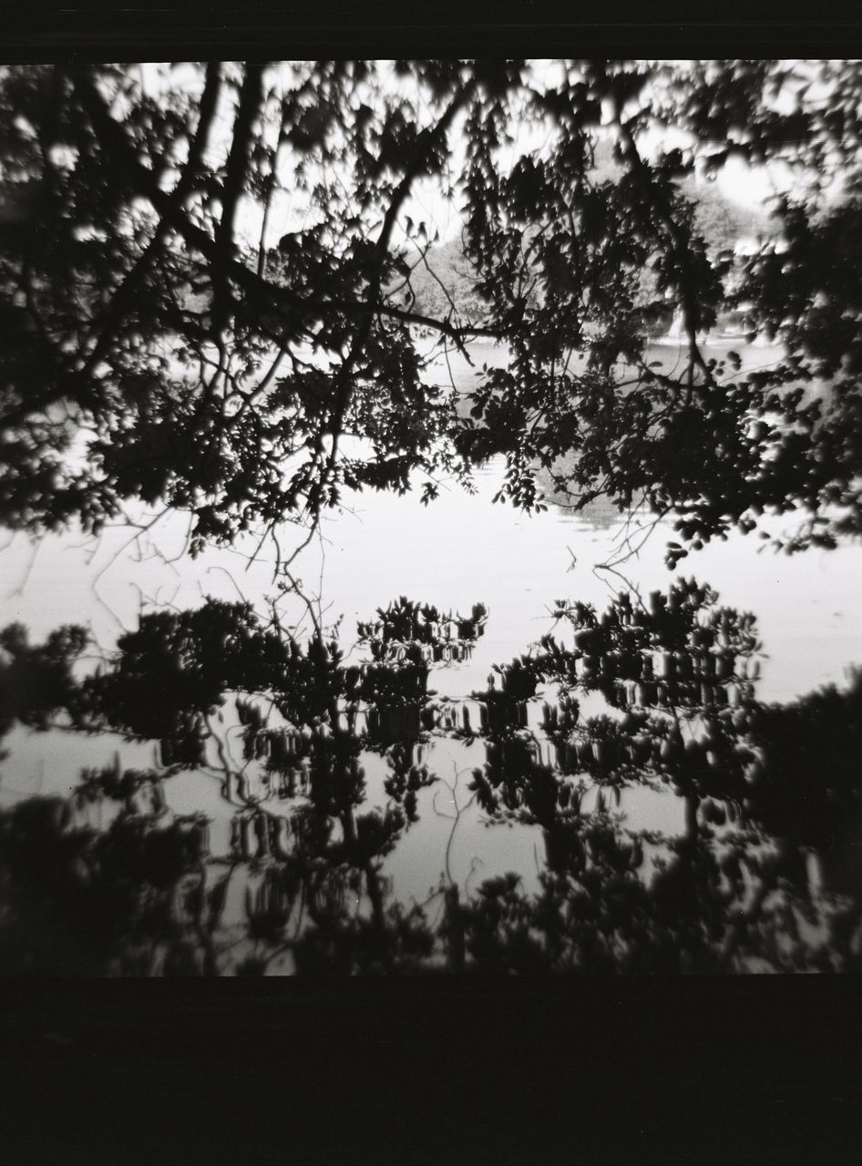 TREE AGAINST SKY