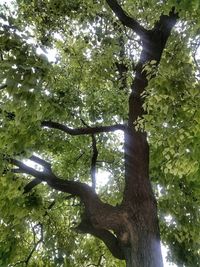 Low angle view of trees against sky