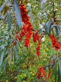 Low angle view of red berries on tree