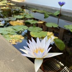 Close-up of lotus water lily in pond