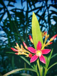 Close-up of flowers against blurred background