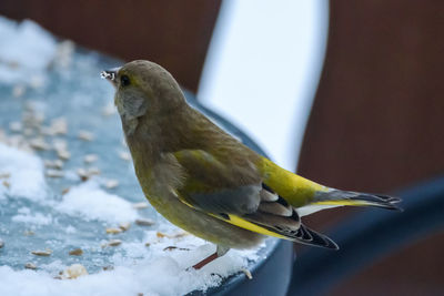 Close-up of bird perching on snow