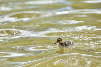 Little duckling swims in a pond 