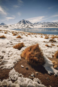 Lagunas altiplanicas environment in atacama desert