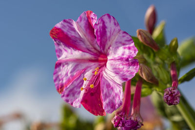 Close-up of pink flowering plant