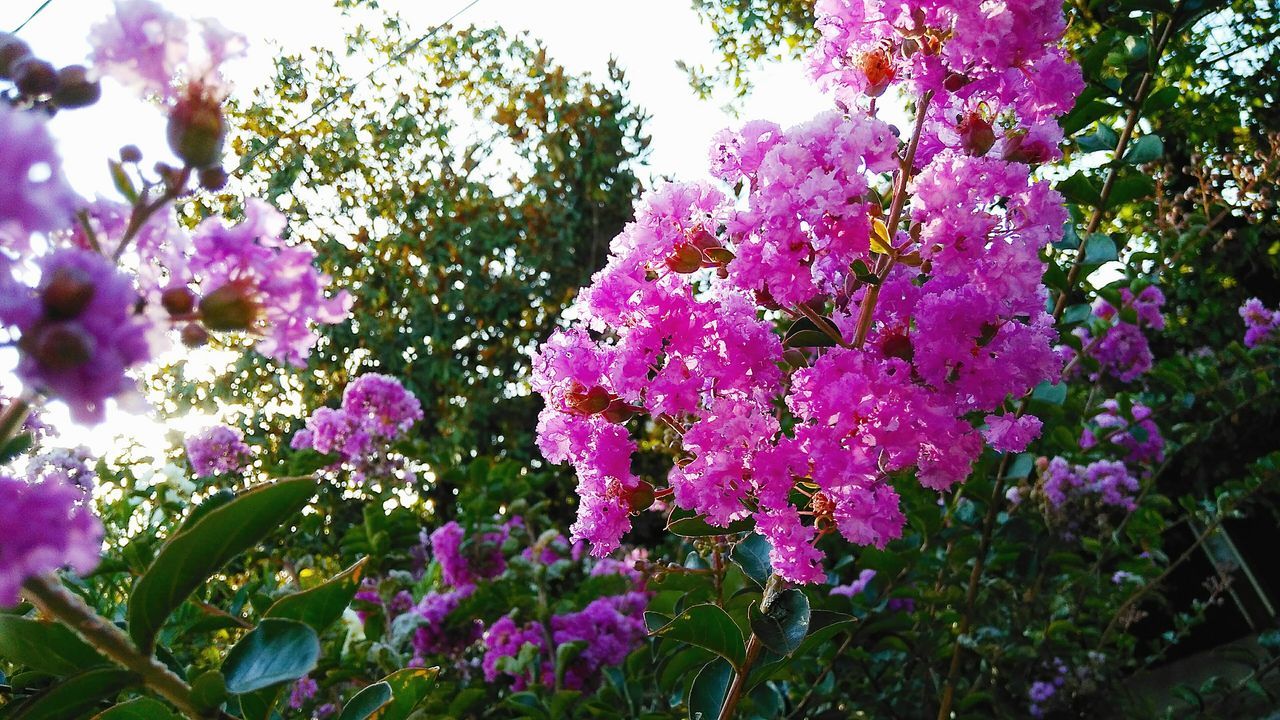 CLOSE-UP OF PINK FLOWERING PLANT IN SPRING