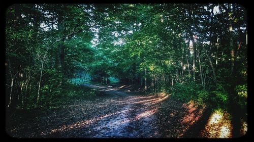 Road passing through forest
