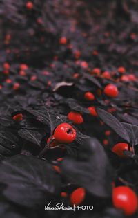 High angle view of strawberries