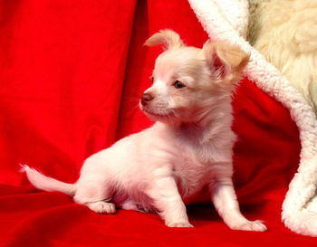 Portrait of a dog looking away