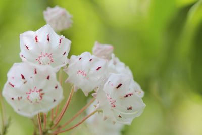 Close-up of pink flowers