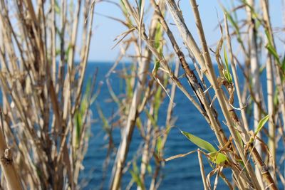 Close-up of plants against sea