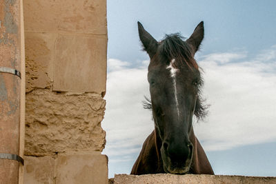 View of a horse