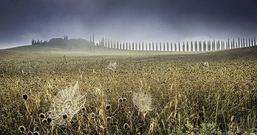 Scenic view of field against clear sky