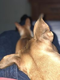 Close-up of dog relaxing at home