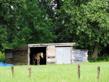 Horse in barn