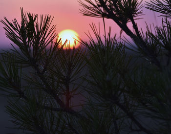 Silhouette plants against romantic sky at sunset