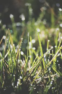 Close-up of dew on grass