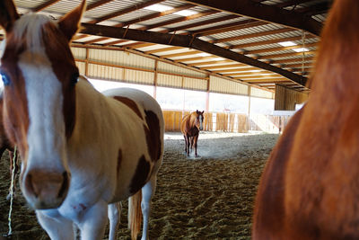 Rear view of horse in stable