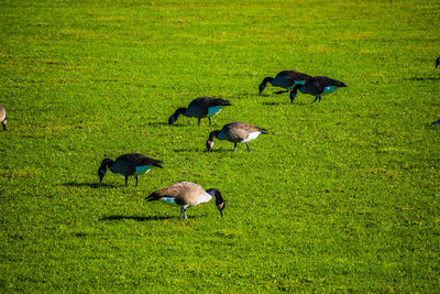 High angle view of ducks on grassy field