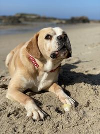 Dog lying on sand