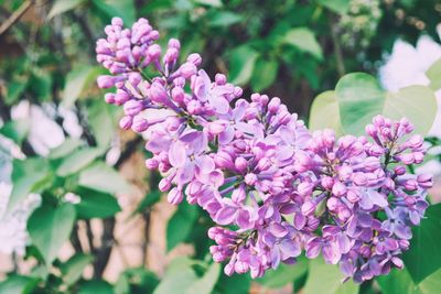 Close-up of pink flowers