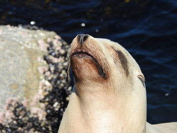 Close-up of sea lion