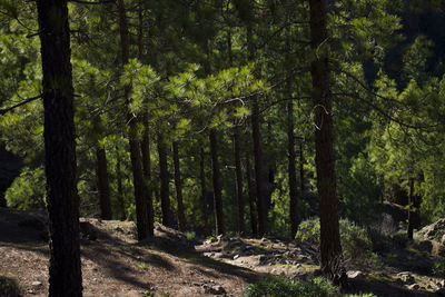 Trees in forest