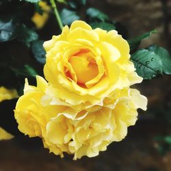 Close-up of yellow rose blooming outdoors