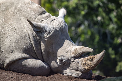 Adult female southern white rhinoceros sleeps on a dirt mound