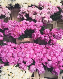 Full frame shot of purple flowers