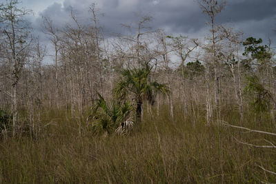 Plants growing on field