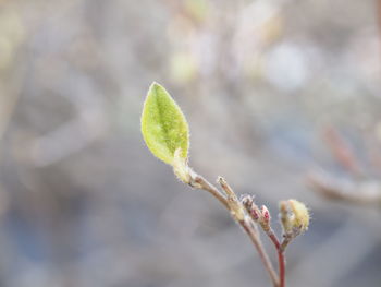 Close-up of flower buds