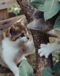 Close-up of a kitten