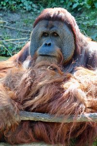 Close-up of monkey in zoo