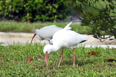 White duck on field