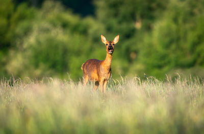 Deer standing on field