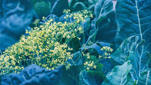 Close-up of flowering plants on field