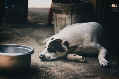 Dog sleeping on footpath