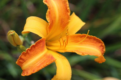 Close-up of yellow day lily