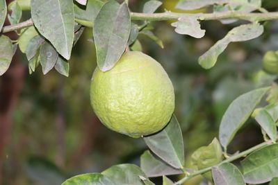 Close-up of fruits on tree