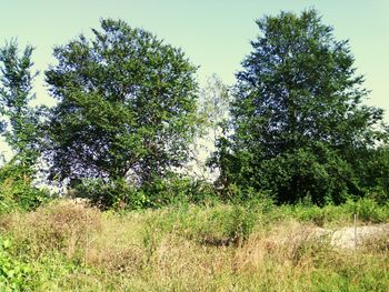 Trees growing on grassy field