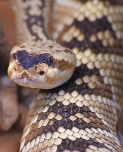 Close-up of snake