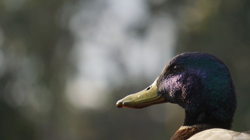 bird