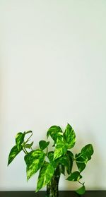 Close-up of leaves over white background