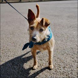 Portrait of dog standing on street during sunny day