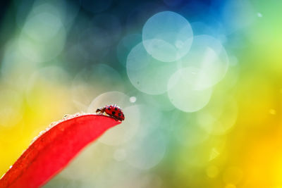 Close-up of red flower on plant