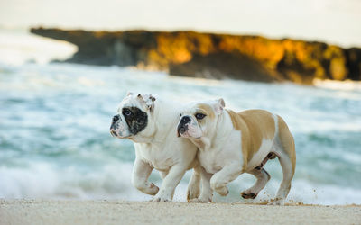 Dogs walking at beach against sky