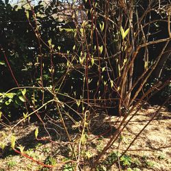 Plants growing in forest