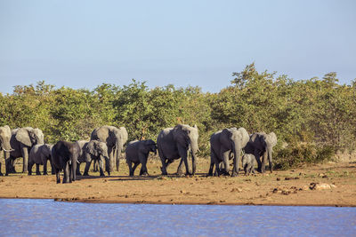 View of elephant and plants against sky